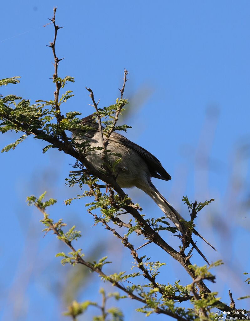 Tufted Tit-Spinetail