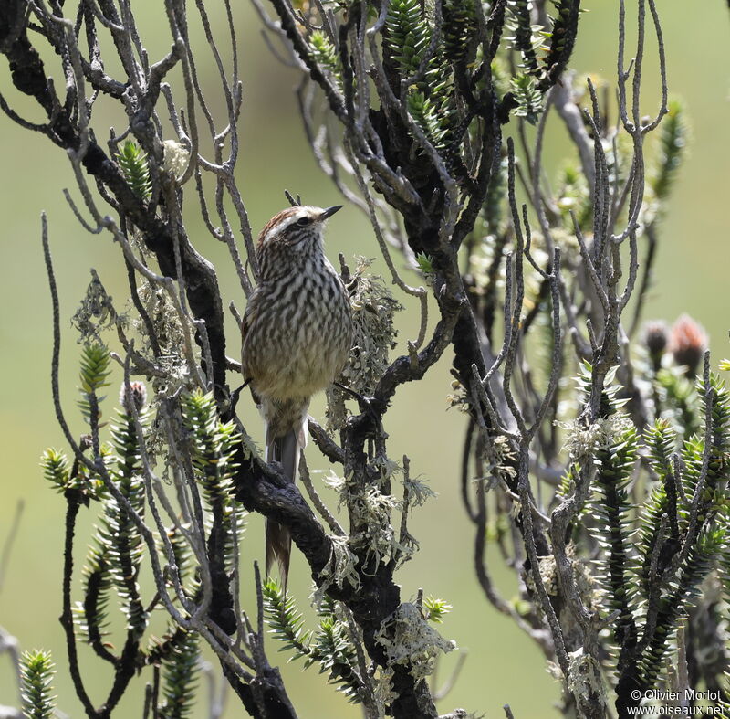 Andean Tit-Spinetail