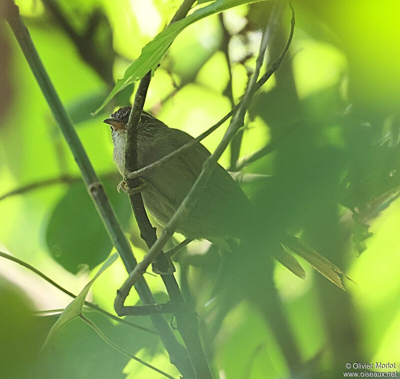 Streak-capped Spinetail