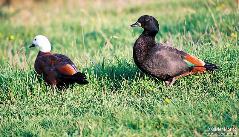 Paradise Shelduck