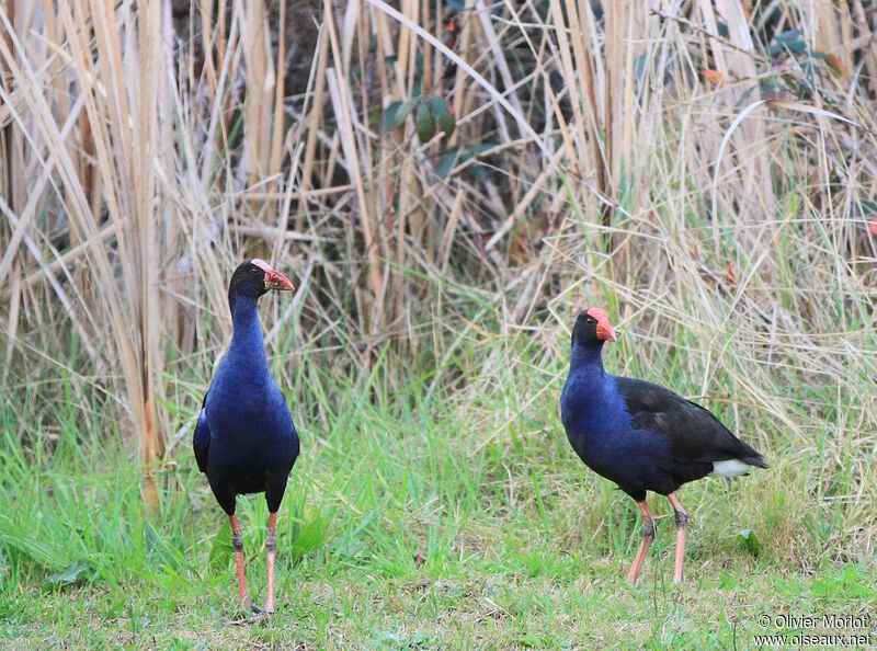 Australasian Swamphen