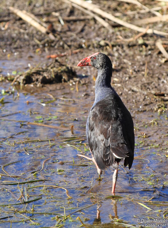 Australasian Swamphen