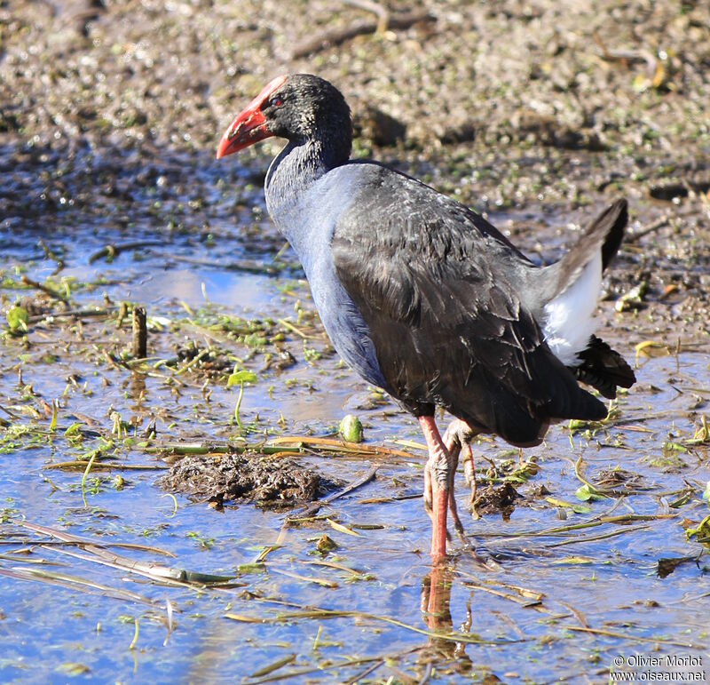 Australasian Swamphen