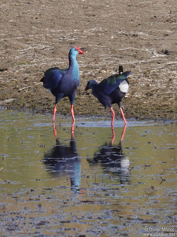 African Swamphen