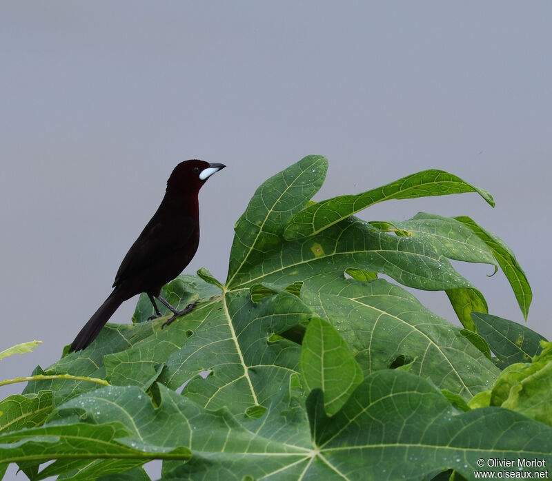 Silver-beaked Tanager