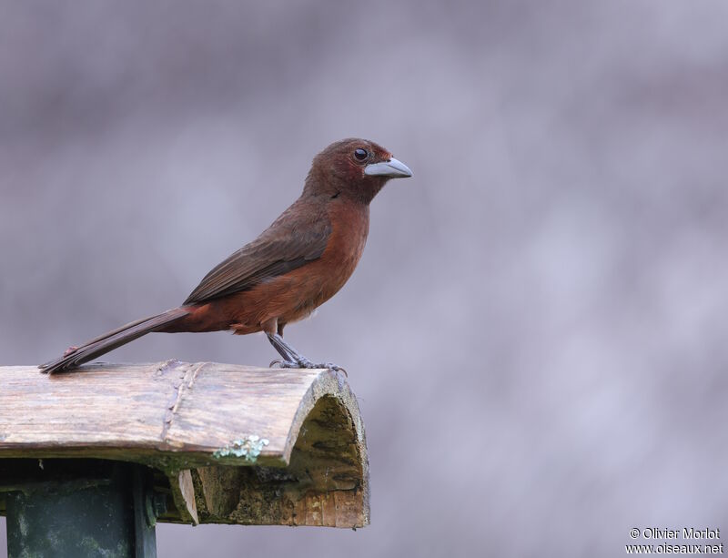 Silver-beaked Tanager