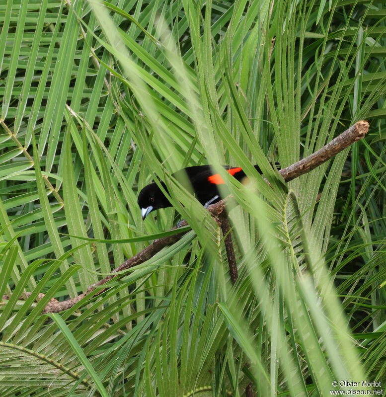 Tangara à croupion rouge