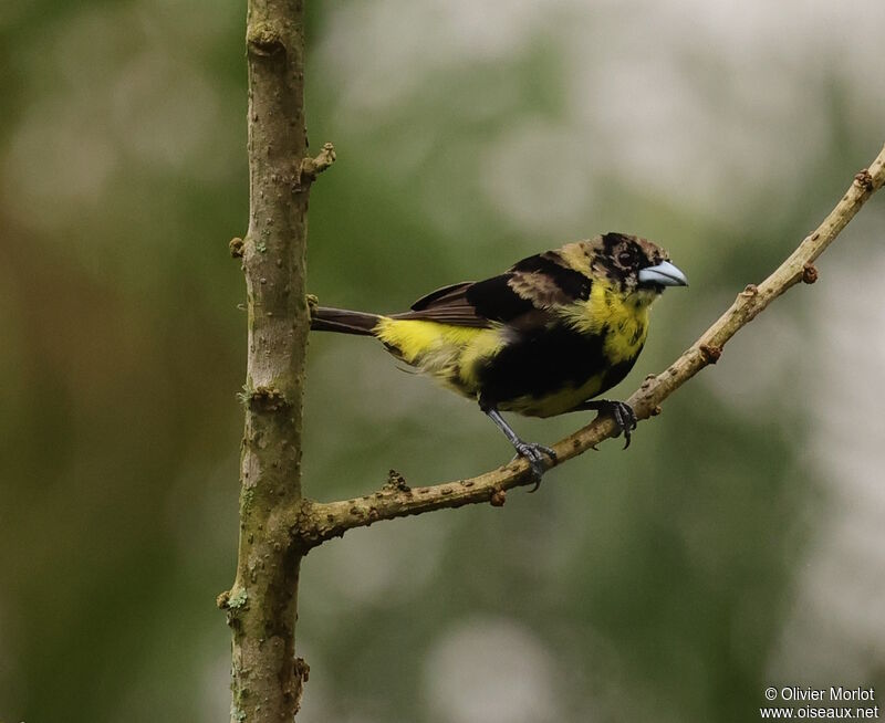 Lemon-rumped Tanager