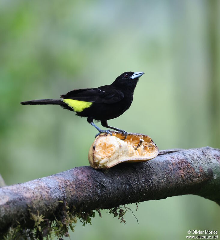 Lemon-rumped Tanager