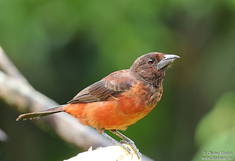 Crimson-backed Tanager