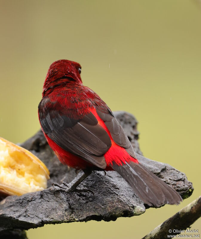 Crimson-backed Tanager