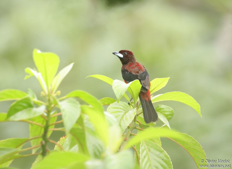 Crimson-backed Tanager