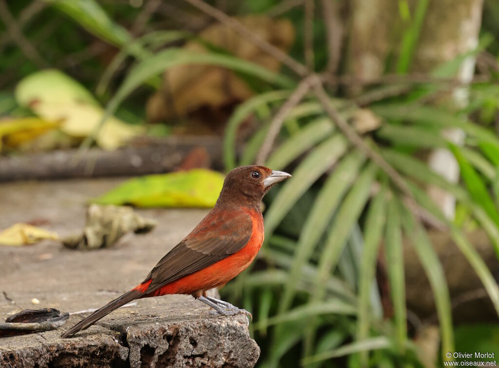 Crimson-backed Tanager