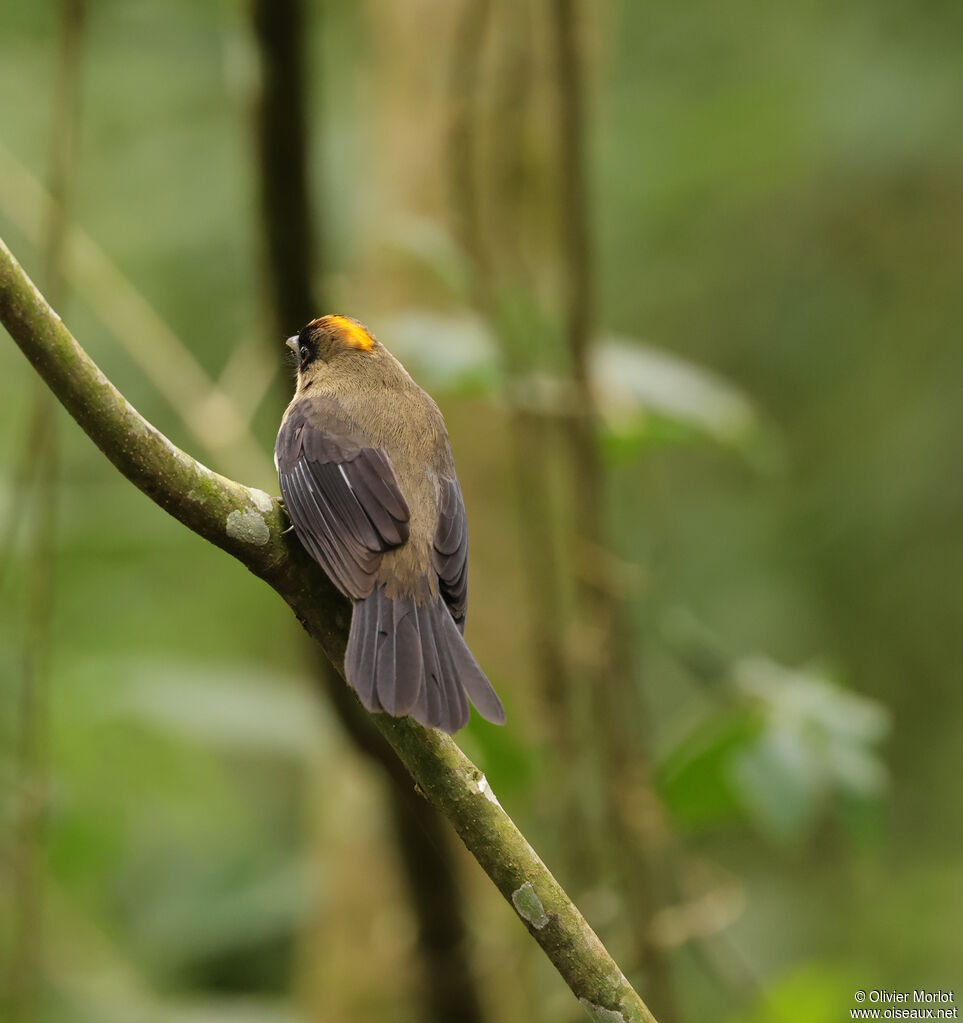 Black-goggled Tanager male