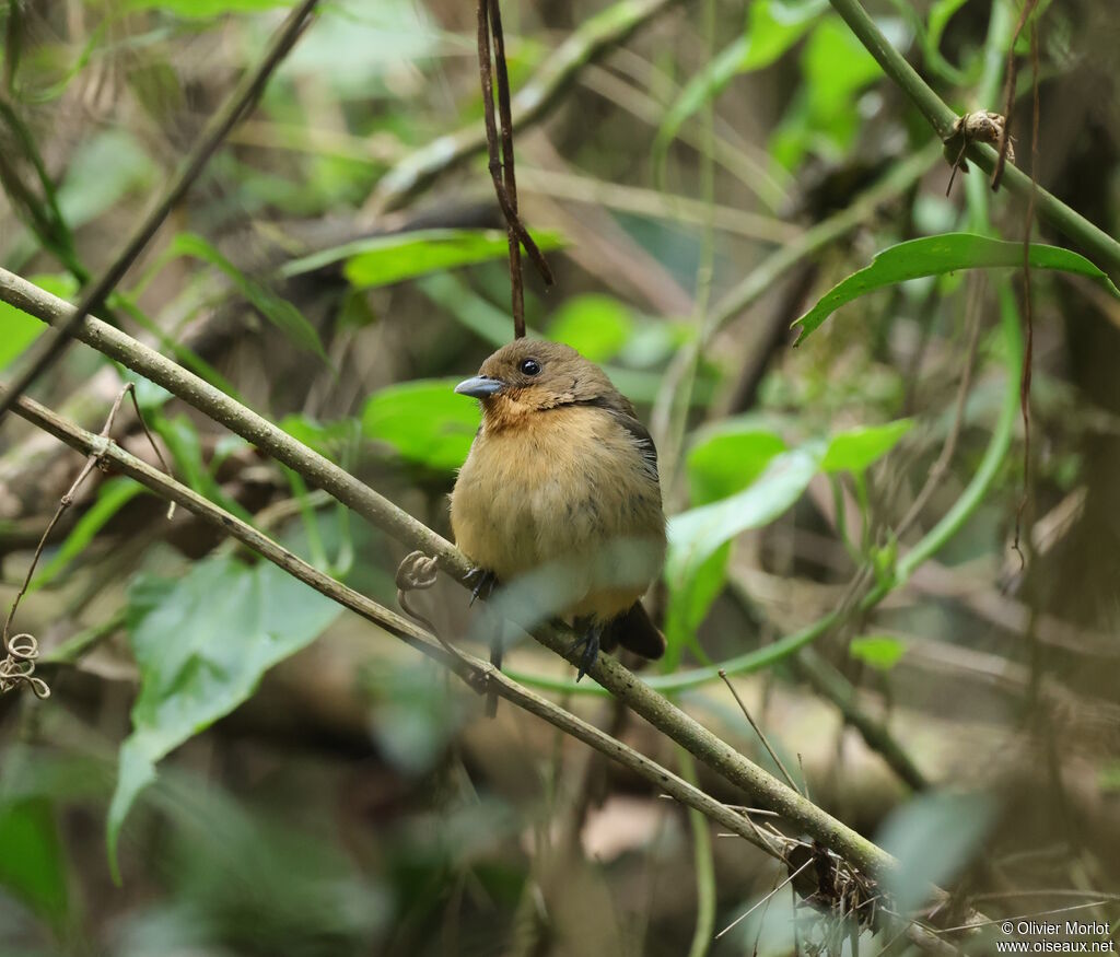 Black-goggled Tanager female