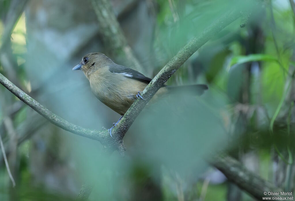 Black-goggled Tanager female