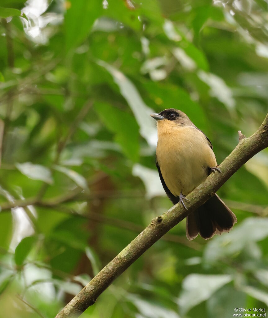 Tangara à front noir mâle
