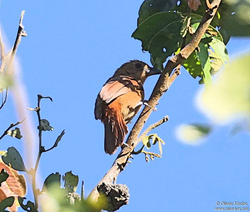 White-lined Tanager