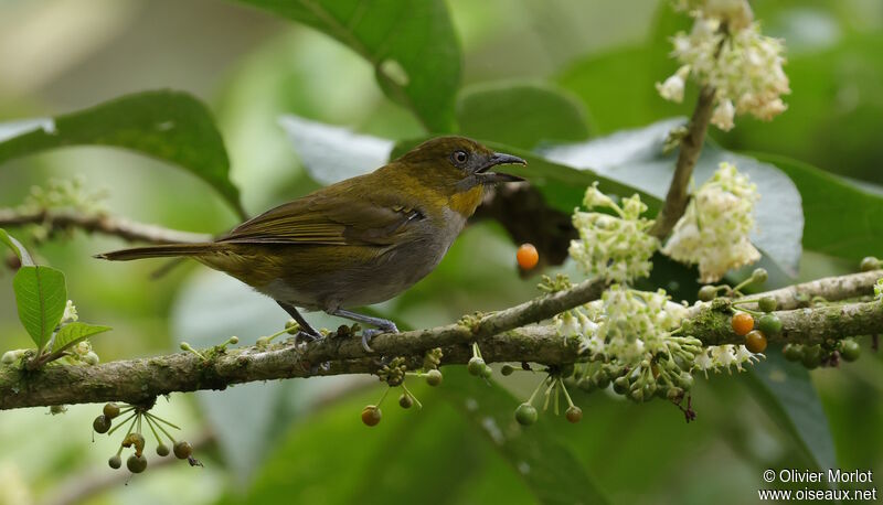 Yellow-throated Chlorospingus