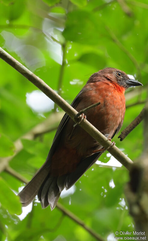 Tangara à gorge rouge mâle