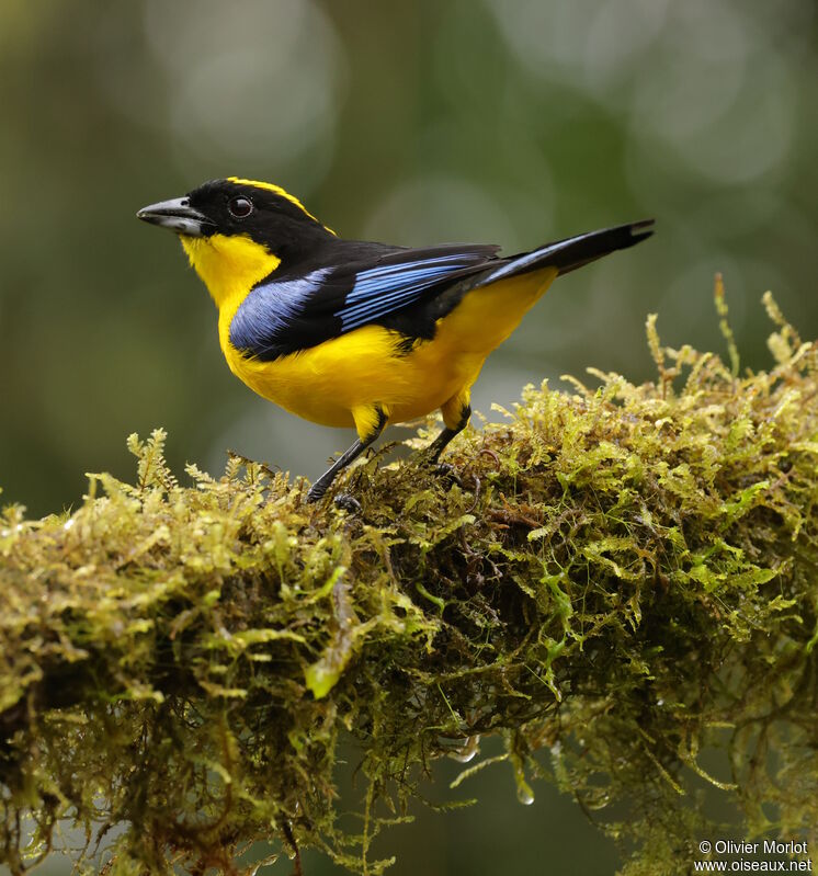 Blue-winged Mountain Tanager