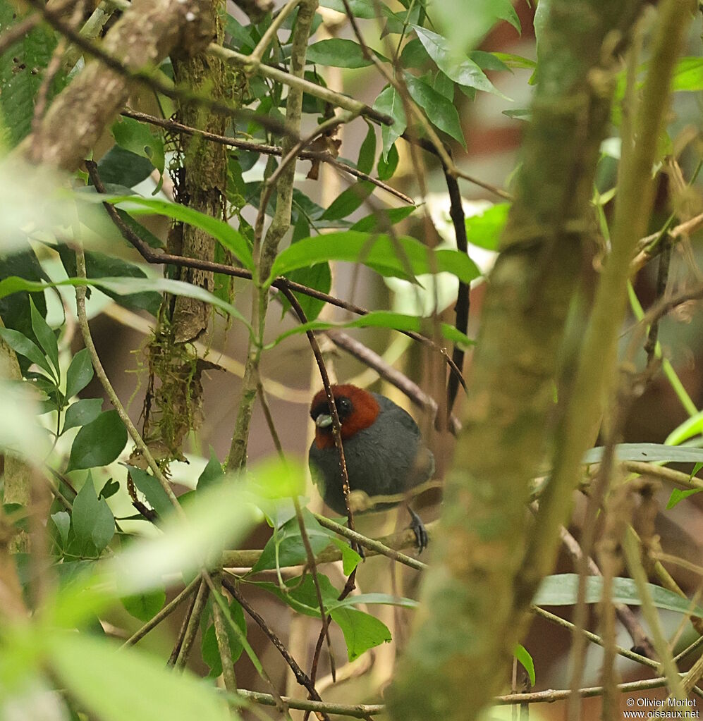 Tangara à tête marron