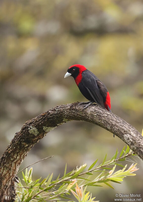 Crimson-collared Tanager