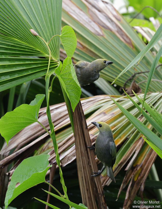 Palm Tanager