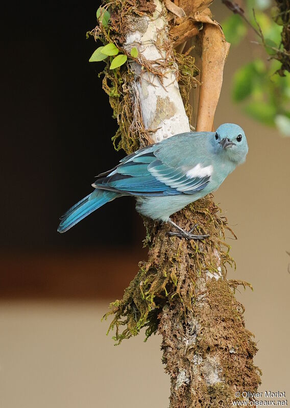 Blue-grey Tanager