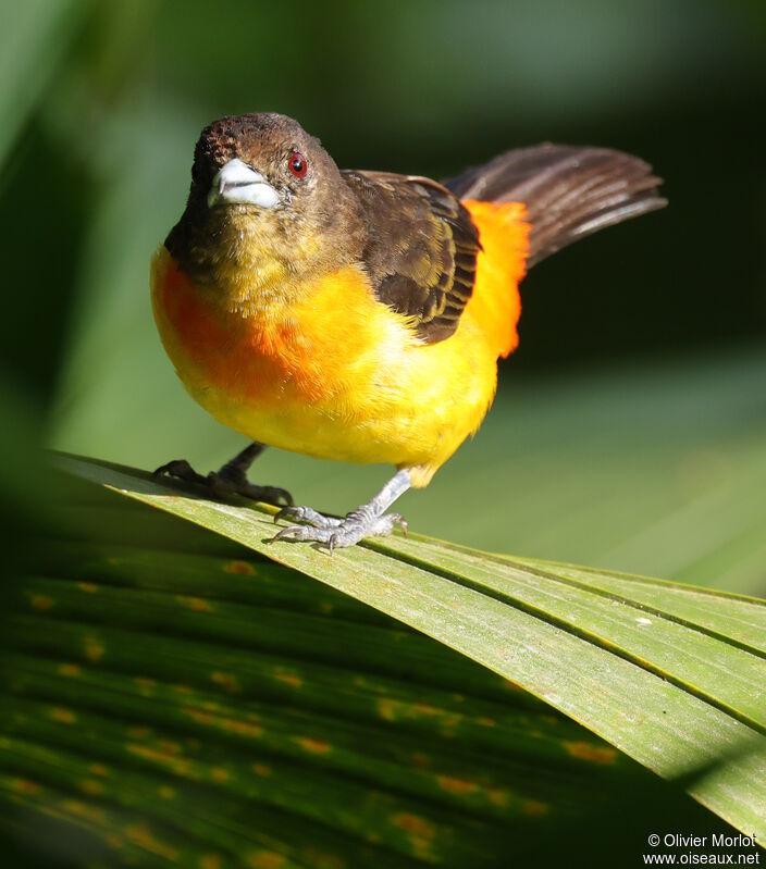 Flame-rumped Tanager female