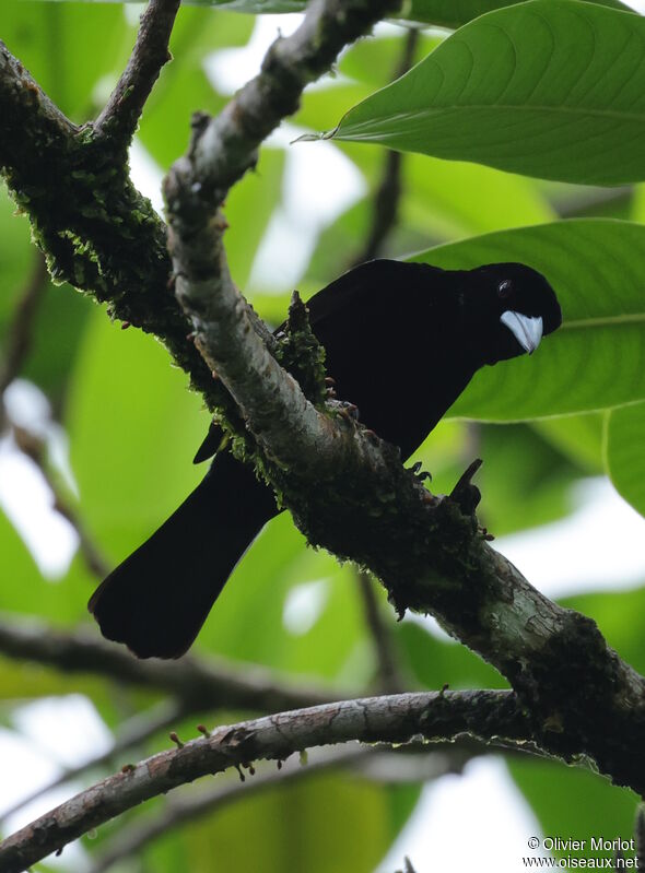 Flame-rumped Tanager male