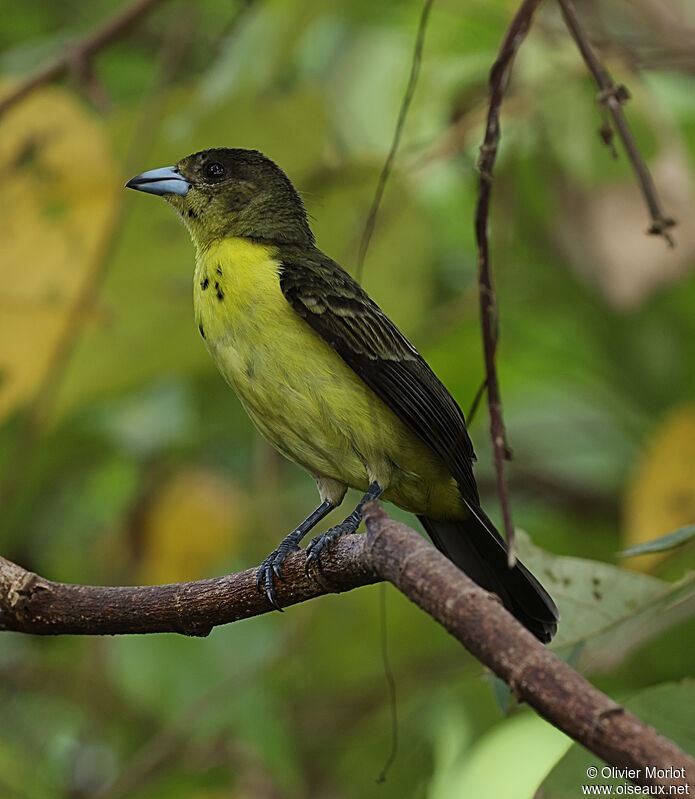 Flame-rumped Tanager female