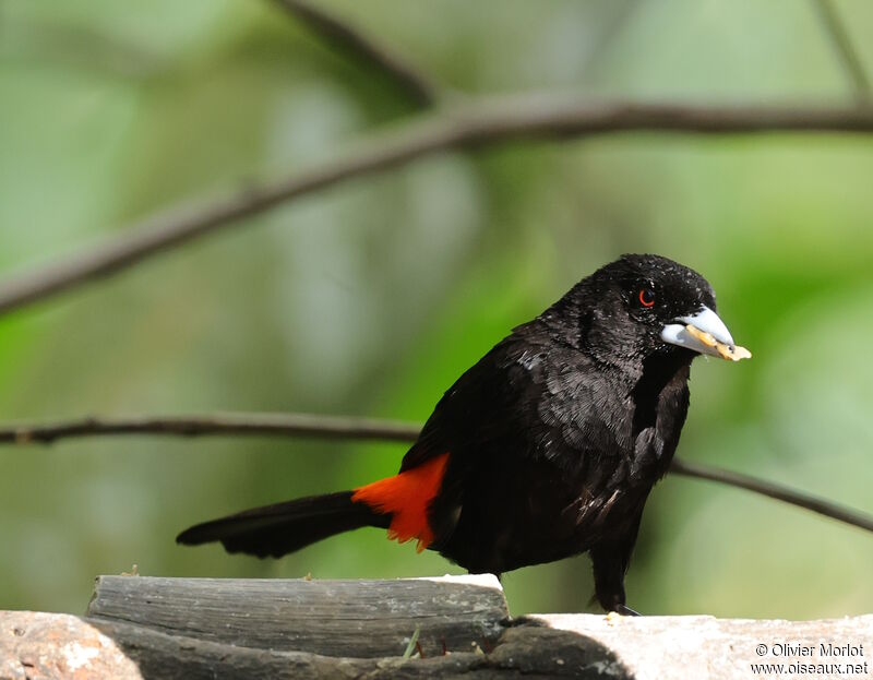 Flame-rumped Tanager male