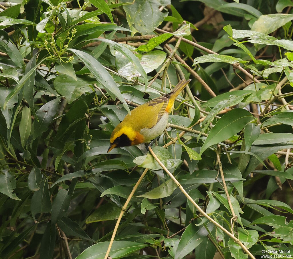 Guira Tanager male