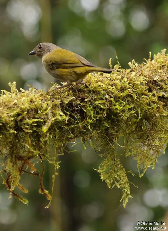 Dusky Chlorospingus