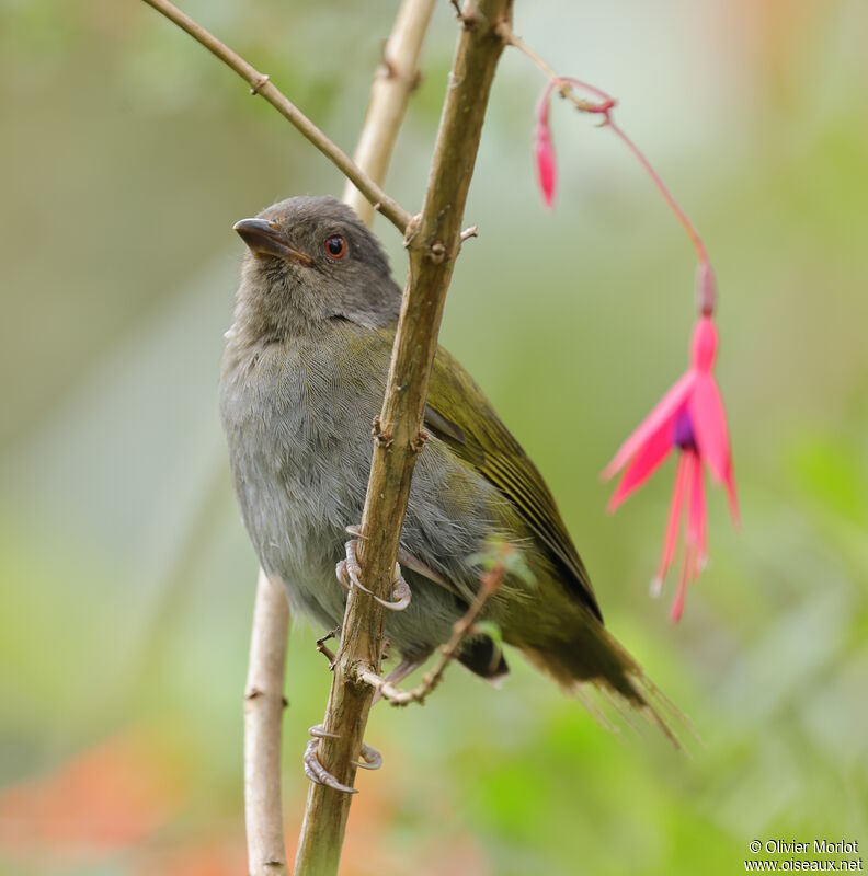 Dusky Chlorospingus