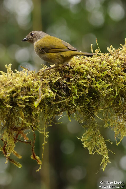 Dusky Chlorospingus