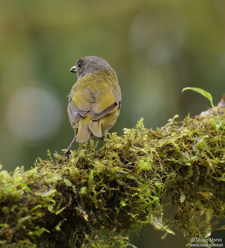 Dusky Chlorospingus