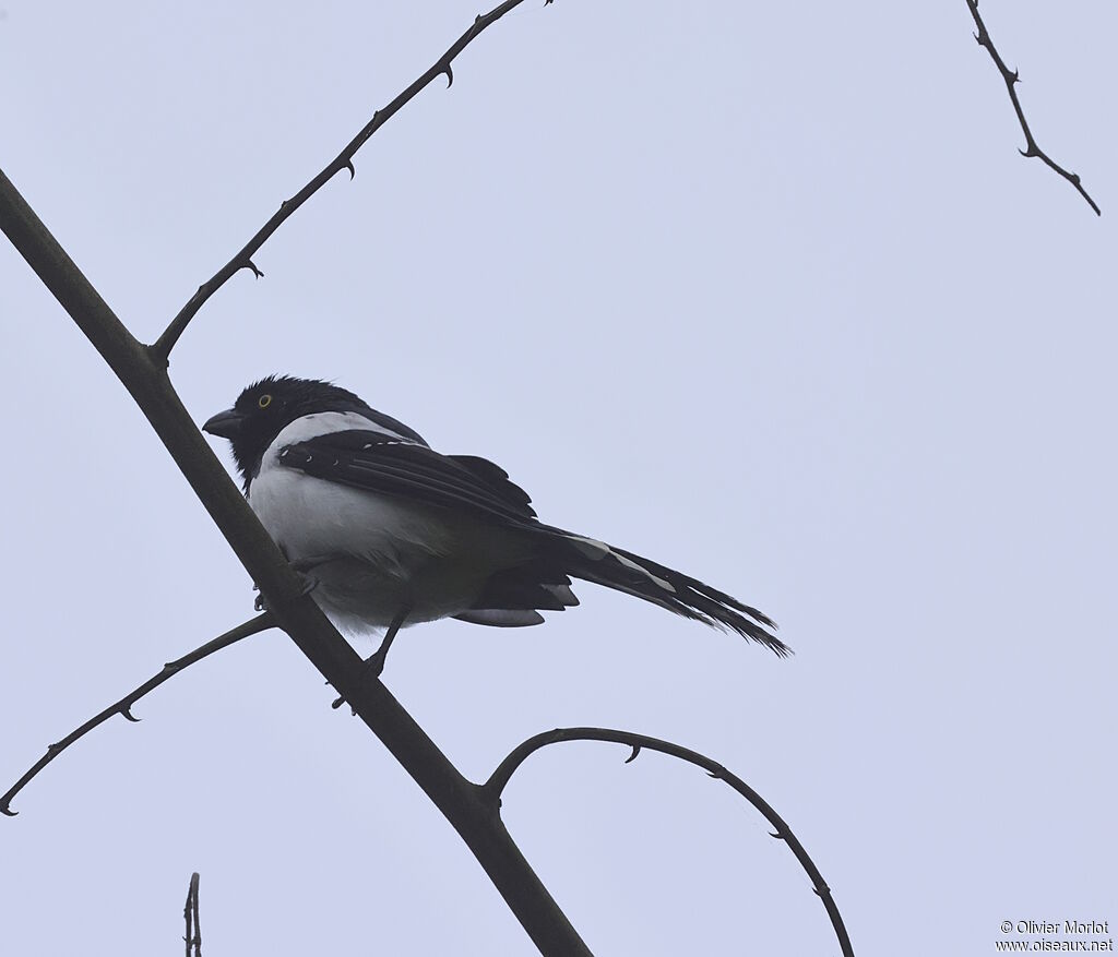 Tangara pillurion