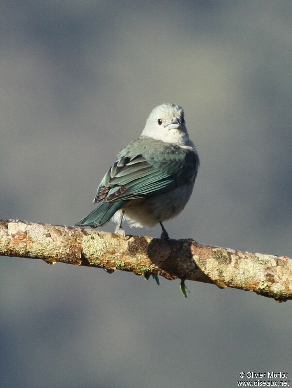 Sayaca Tanager