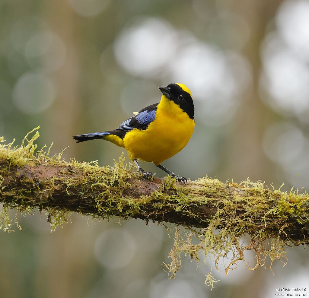 Blue-winged Mountain Tanager