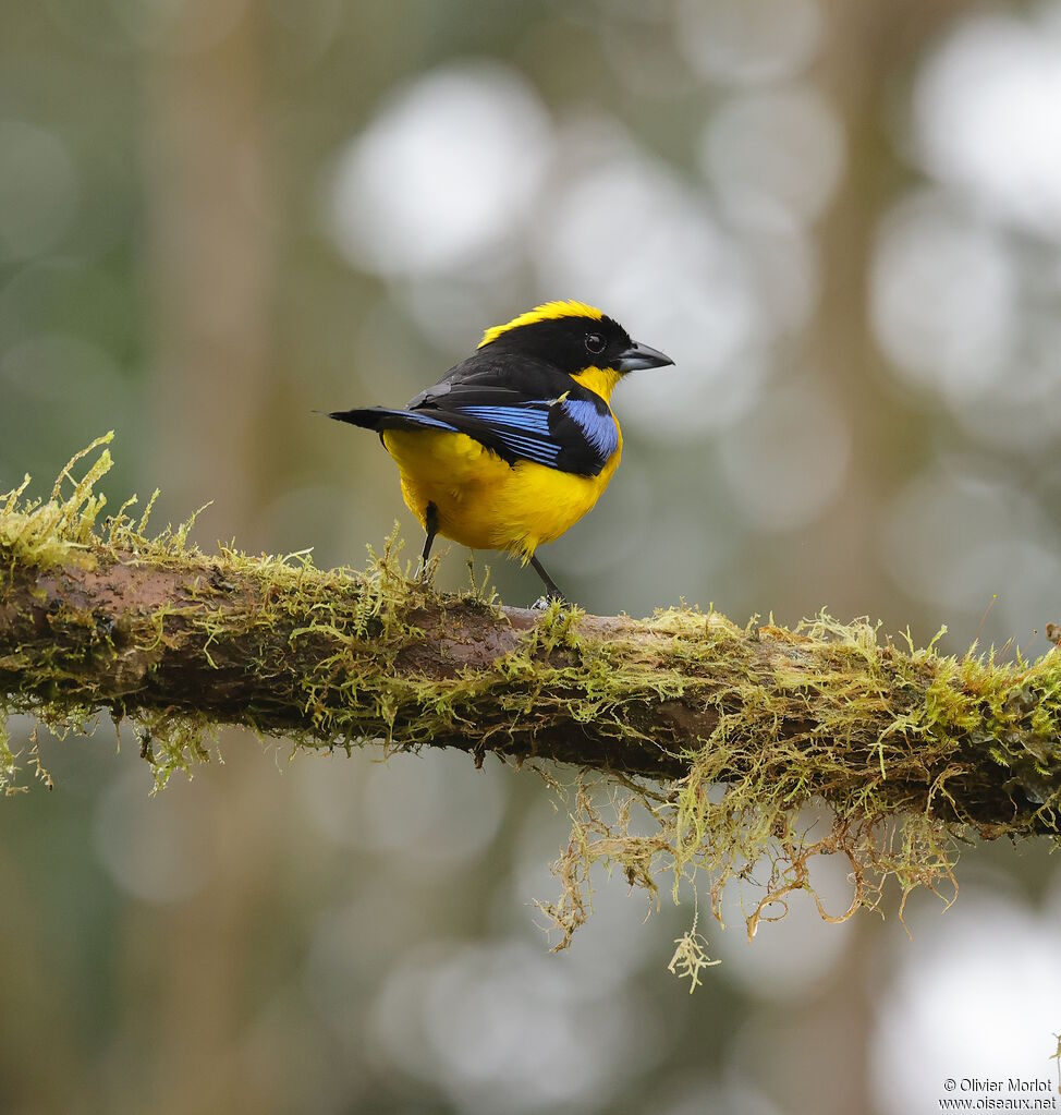 Blue-winged Mountain Tanager