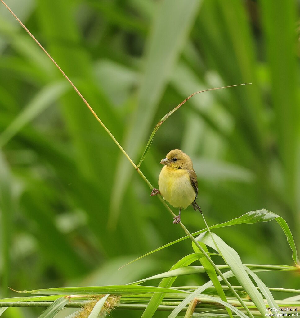 Tangara vermillon - Piranga vermillon<br /> femelle