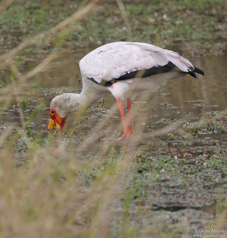 Tantale ibis