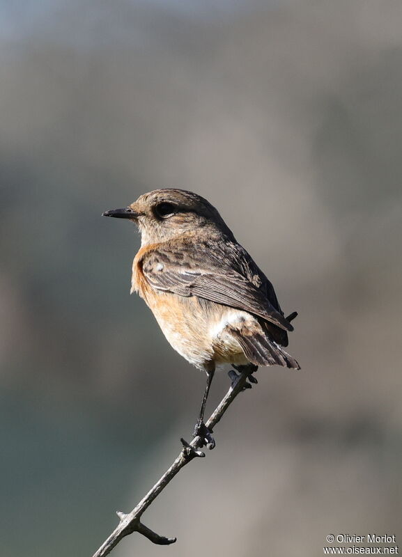 African Stonechat