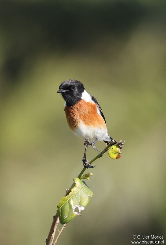 African Stonechat