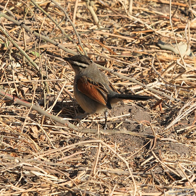 Brown-crowned Tchagra