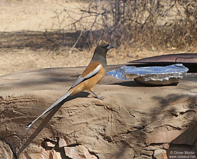 Rufous Treepie