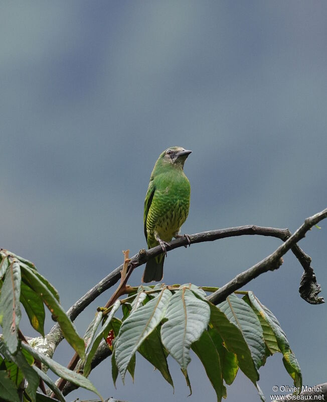 Tersine hirondelle