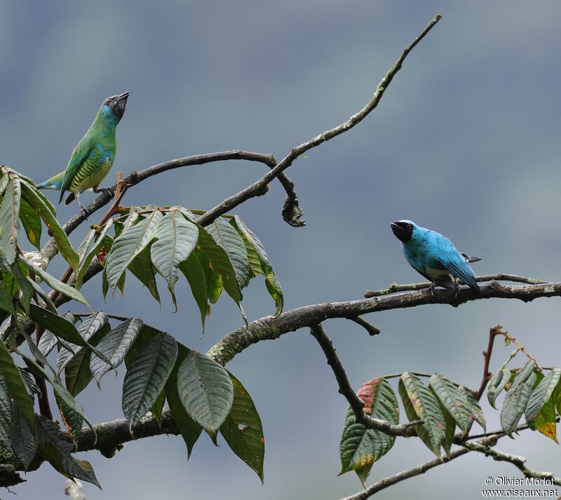 Tersine hirondelle